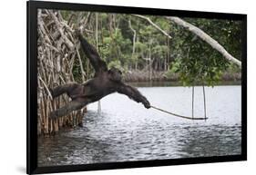 Male Chimpanzee trying to catch fallen fruits using stick tool-Eric Baccega-Framed Photographic Print
