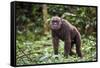 Male Chimpanzee walking in forest, Republic of Congo-Eric Baccega-Framed Stretched Canvas