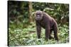 Male Chimpanzee walking in forest, Republic of Congo-Eric Baccega-Stretched Canvas