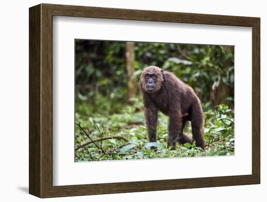 Male Chimpanzee walking in forest, Republic of Congo-Eric Baccega-Framed Photographic Print