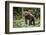 Male Chimpanzee walking in forest, Republic of Congo-Eric Baccega-Framed Photographic Print