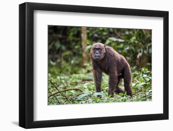 Male Chimpanzee walking in forest, Republic of Congo-Eric Baccega-Framed Photographic Print