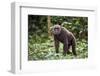 Male Chimpanzee walking in forest, Republic of Congo-Eric Baccega-Framed Photographic Print