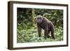 Male Chimpanzee walking in forest, Republic of Congo-Eric Baccega-Framed Photographic Print