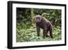 Male Chimpanzee walking in forest, Republic of Congo-Eric Baccega-Framed Photographic Print