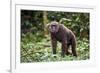 Male Chimpanzee walking in forest, Republic of Congo-Eric Baccega-Framed Photographic Print