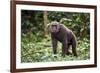 Male Chimpanzee walking in forest, Republic of Congo-Eric Baccega-Framed Photographic Print