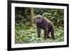 Male Chimpanzee walking in forest, Republic of Congo-Eric Baccega-Framed Photographic Print