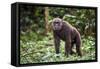 Male Chimpanzee walking in forest, Republic of Congo-Eric Baccega-Framed Stretched Canvas