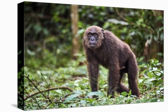 Male Chimpanzee walking in forest, Republic of Congo-Eric Baccega-Stretched Canvas