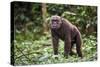 Male Chimpanzee walking in forest, Republic of Congo-Eric Baccega-Stretched Canvas