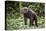 Male Chimpanzee walking in forest, Republic of Congo-Eric Baccega-Stretched Canvas