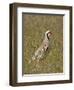 Male Chukar (Alectoris Chukar), Antelope Island State Park, Utah, United States of America-James Hager-Framed Photographic Print