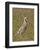 Male Chukar (Alectoris Chukar), Antelope Island State Park, Utah, United States of America-James Hager-Framed Photographic Print