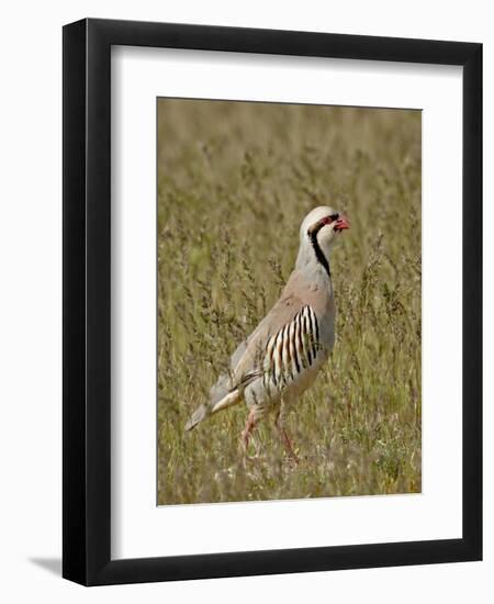 Male Chukar (Alectoris Chukar), Antelope Island State Park, Utah, United States of America-James Hager-Framed Photographic Print