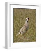 Male Chukar (Alectoris Chukar), Antelope Island State Park, Utah, United States of America-James Hager-Framed Photographic Print