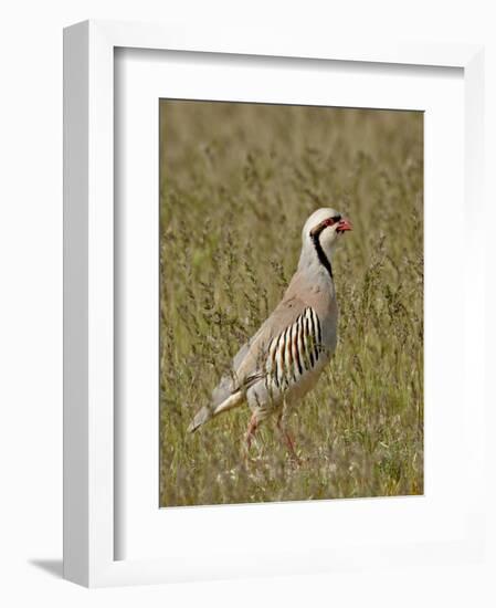 Male Chukar (Alectoris Chukar), Antelope Island State Park, Utah, United States of America-James Hager-Framed Photographic Print