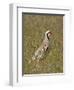 Male Chukar (Alectoris Chukar), Antelope Island State Park, Utah, United States of America-James Hager-Framed Photographic Print