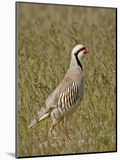 Male Chukar (Alectoris Chukar), Antelope Island State Park, Utah, United States of America-James Hager-Mounted Photographic Print