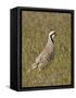 Male Chukar (Alectoris Chukar), Antelope Island State Park, Utah, United States of America-James Hager-Framed Stretched Canvas