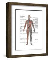 Male Circulatory System-Gwen Shockey-Framed Art Print