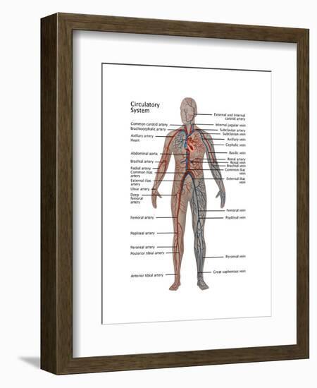 Male Circulatory System-Gwen Shockey-Framed Art Print