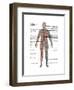 Male Circulatory System-Gwen Shockey-Framed Art Print