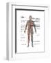 Male Circulatory System-Gwen Shockey-Framed Art Print