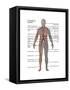 Male Circulatory System-Gwen Shockey-Framed Stretched Canvas