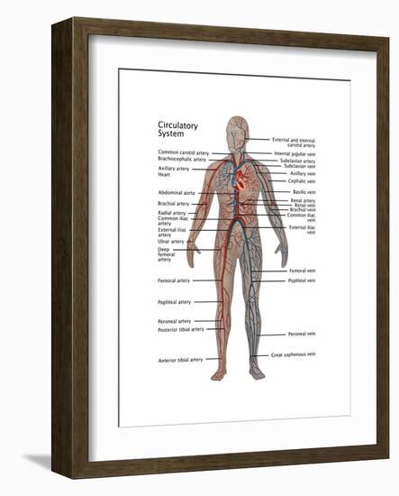 Male Circulatory System-Gwen Shockey-Framed Art Print