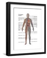 Male Circulatory System-Gwen Shockey-Framed Art Print