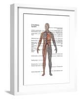 Male Circulatory System-Gwen Shockey-Framed Art Print