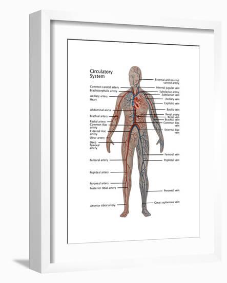 Male Circulatory System-Gwen Shockey-Framed Art Print