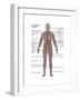 Male Circulatory System-Gwen Shockey-Framed Art Print