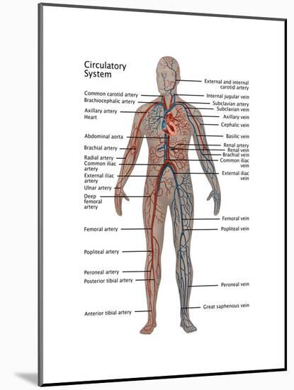 Male Circulatory System-Gwen Shockey-Mounted Art Print