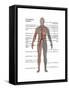 Male Circulatory System-Gwen Shockey-Framed Stretched Canvas