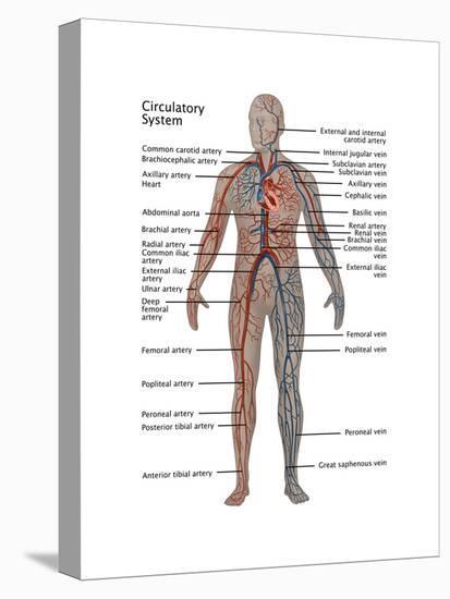 Male Circulatory System-Gwen Shockey-Stretched Canvas