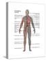 Male Circulatory System-Gwen Shockey-Stretched Canvas