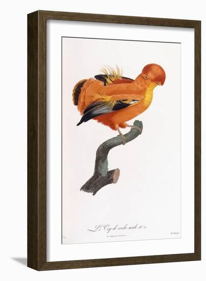 Male Cock-Of-The-Rock-Jacques Barraband-Framed Giclee Print