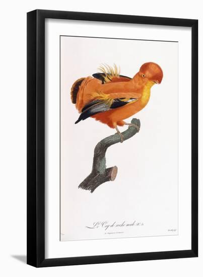 Male Cock-Of-The-Rock-Jacques Barraband-Framed Giclee Print