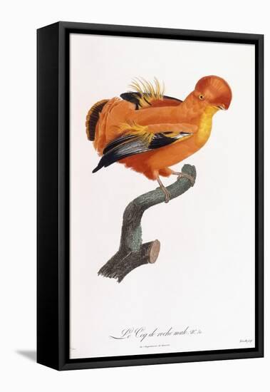 Male Cock-Of-The-Rock-Jacques Barraband-Framed Stretched Canvas