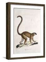 Male Collared Brown Lemur-null-Framed Giclee Print