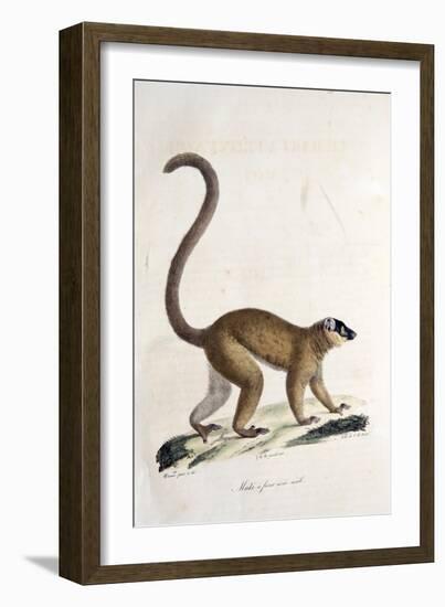 Male Collared Brown Lemur-null-Framed Giclee Print