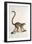 Male Collared Brown Lemur-null-Framed Giclee Print