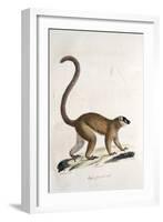 Male Collared Brown Lemur-null-Framed Giclee Print