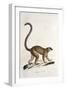 Male Collared Brown Lemur-null-Framed Giclee Print