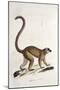 Male Collared Brown Lemur-null-Mounted Giclee Print