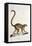 Male Collared Brown Lemur-null-Framed Stretched Canvas