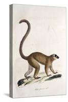 Male Collared Brown Lemur-null-Stretched Canvas