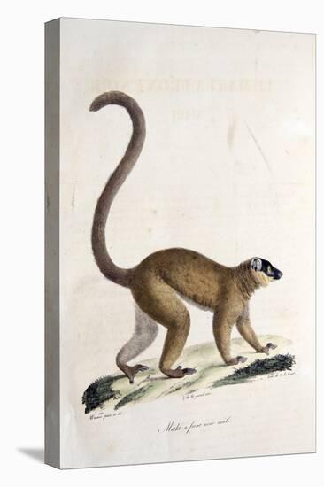 Male Collared Brown Lemur-null-Stretched Canvas